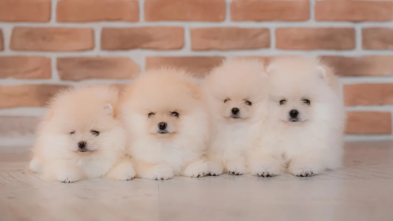 A group of four adorable white Pomeranian puppies sitting together in front of a brick wall.